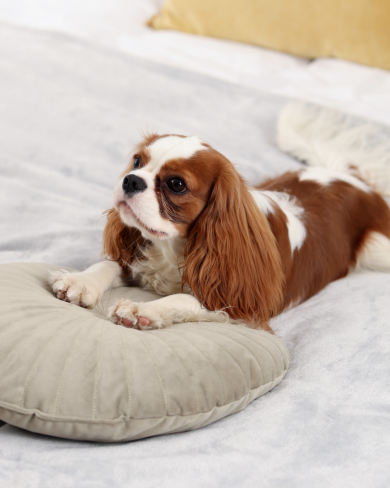 Mayflower Paris salon